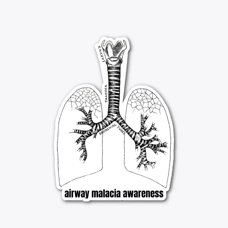 Anatomy Of The Airway